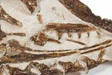 Fossil Partial Articulated Mosasaur Skeleton - Asfla, Morocco #346971-6